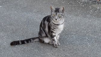 tabby kitten on the street