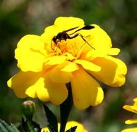 wasp on a bright yellow flower