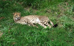 Cheetah Resting on a grass