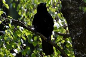 perched black raven