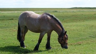beautiful and cute horse grazing