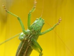 green grasshopper on a yellow background