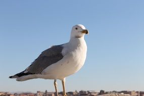 beautiful feathered Seagull