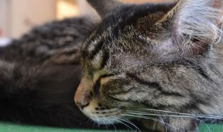 sleeping striped domestic cat