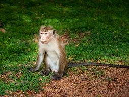 Mono Primate