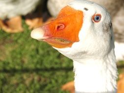 photo of a goose with a bright orange beak