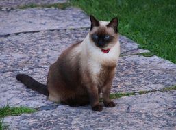 Colorful, beautiful and cute cat with blue eyes