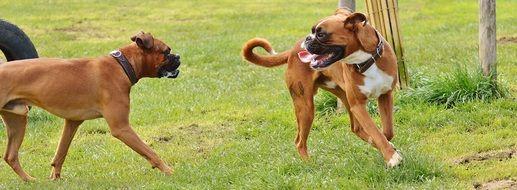 two playful boxer dogs in good aiderbich