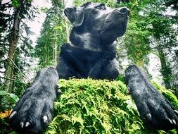 black labrador on a stump in the green moss