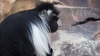 Blue Monkey sitting at rock