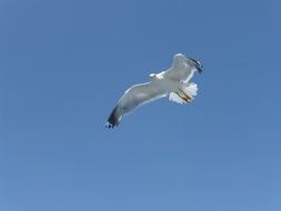 Landscape of Sea Gull flying