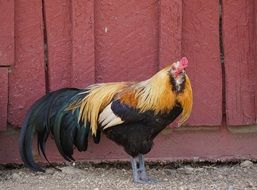 Rooster near fence