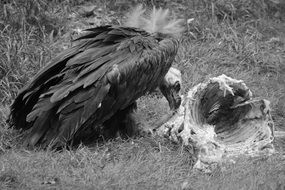 eating vulture in black and white