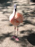 noble flamingo in zoo