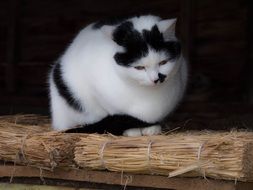 white cat with black spots sitting on straw