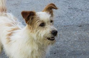 cute fluffy white dog