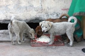 two street dogs are eating food