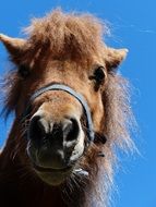 portrait of a shetland pony