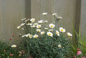 Beautiful whild daisies