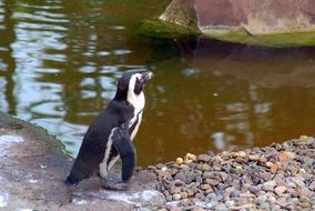 penguin is a bird from the south pole