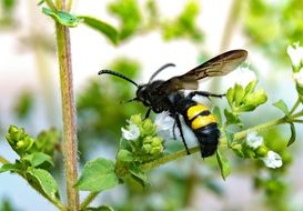 Picture of Dagger Wasp