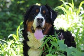 bernese mountain dog in the forest