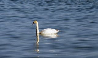 lonely swan on the Lake Constance