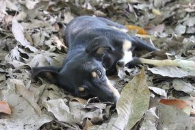 lying Dog on leaves