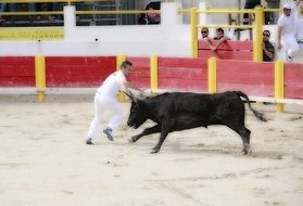 big black bull