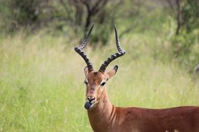 portrait of wild african deer