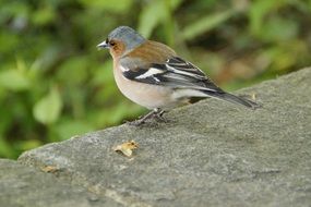 perched foraging chaffinch