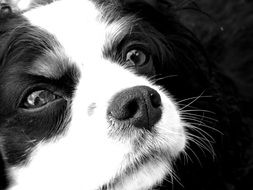 Portrait of black and white spaniel