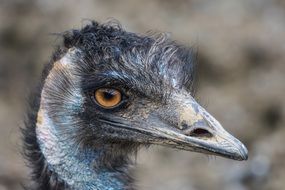 Emu Flightless Bird