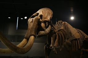 mammoth skeleton in museums