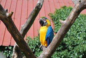 parrot on a tree