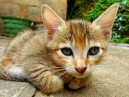 young cat on the floor