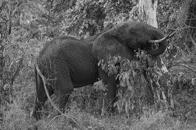 Elephant at Tree in black and white background