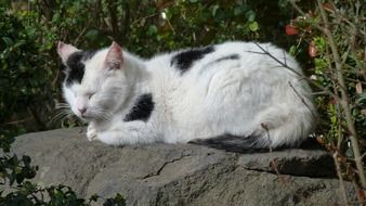 the cat is sleeping on the stone