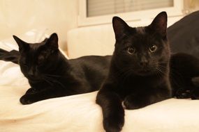 two Black Cats Relax on bed