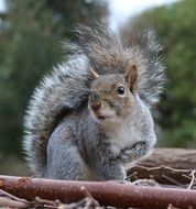 gray squirrel on the ground