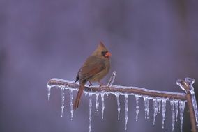 Northern Cardinal on an icy branch