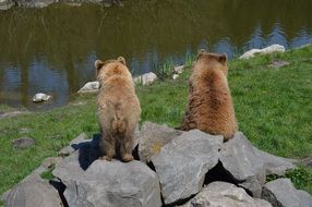 brown bears sitting on a mountain of stones