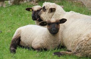 Westphalian Black Head Sheep
