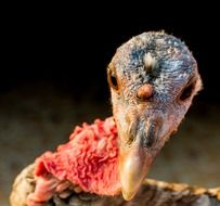 portrait of a farm turkey