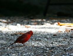 northern cardinal bird on pebbles