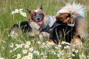 purebred dogs on a green meadow