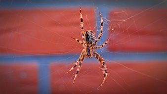 spider on a web against a brick wall