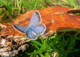 butterfly on an orange stone