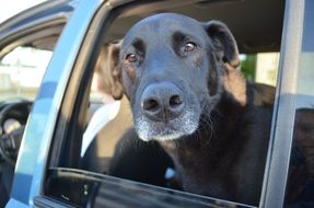 black labrador inside the car close up