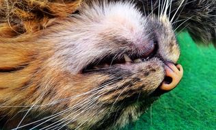 sleepy fluffy cat